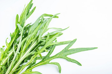 Fototapeta premium Fresh bitter lettuce leaves