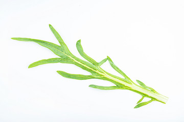 Fototapeta premium Fresh bitter lettuce leaves