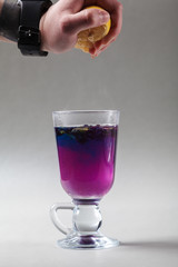 Thai blue butterfly pea tea in an Irish glass. Gray background. Hand is squeezing lemon slice. Blue tea Anchan, Clitoria