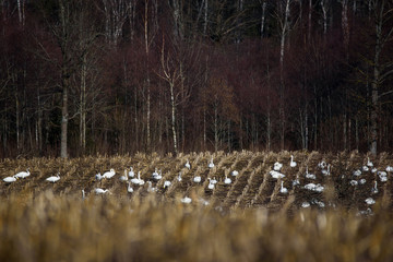 Selective focus photo. Group with  whooper swans (Cygnus cygnus) on field. First Migratory birds before spring time.