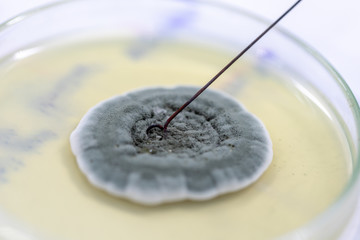 Penicillium, ascomycetous fungi are of major importance in the natural environment as well as food...
