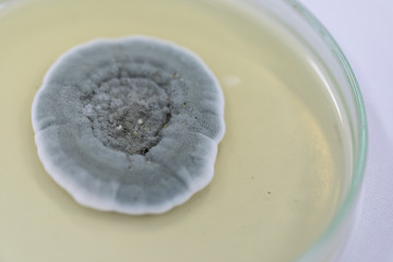 Penicillium, ascomycetous fungi are of major importance in the natural environment as well as food and drug production. 