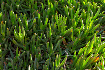 Green background of the surface of the shoots of succulent leaves of grass illuminated by the sun. Cropped shot, horizontal, nobody, outdoors. Concept of nature and ecology.