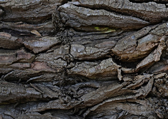 bark of an old tree, background, texture