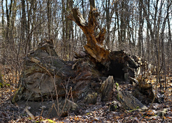 old fallen tree, view of the root, Poland