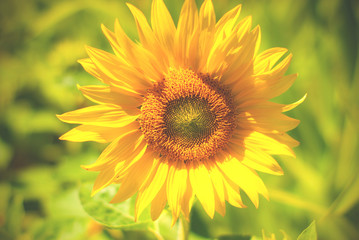 Obraz premium Field of sunflowers . Close up of sunflower against a field in Europe