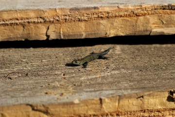 lizard on the board