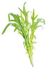 a fresh bitter wheat