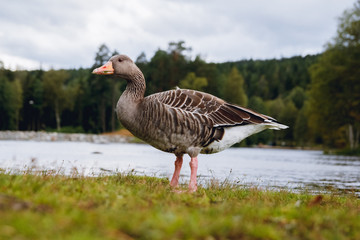 Greylag goose with orange beak in park with blue sky and lake background