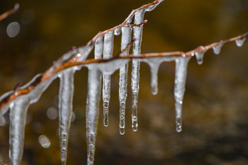 Eiszapfen an jungem Trieb