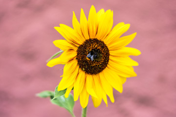 Fototapeta premium Sonnenblume mit Biene