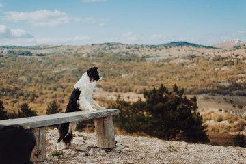 young Border Collie dog with a black and white collar stay on back paws on bench across the mountains with sunny sky and green on background. space for text