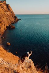 lovely dog border collie sits on the edge of the cliff by the blue sea during an incredible sunset and looks into the camera. space for text