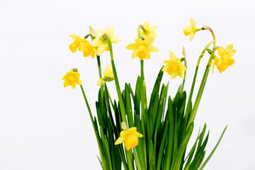 Obraz premium Small yellow daffodils