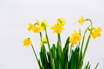 small decorative border daffodils