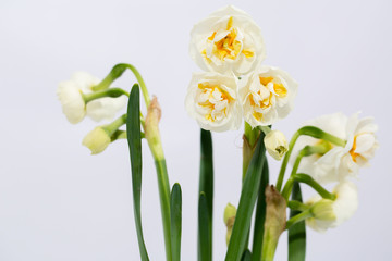 Naklejka na ściany i meble terry decorative daffodils