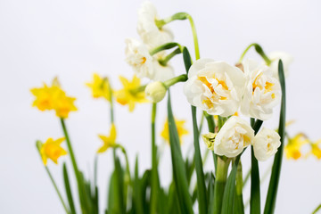 two varieties of daffodils