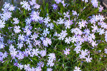 Blooming phlox awl