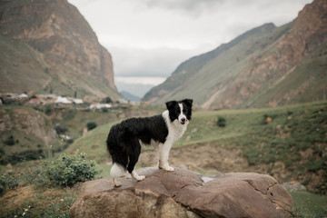 beautiful black and white dog border collie stay on a rock in field and look in camera. in the background mountains. space for text