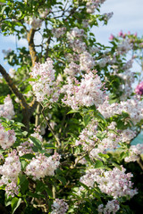 white varietal lilac