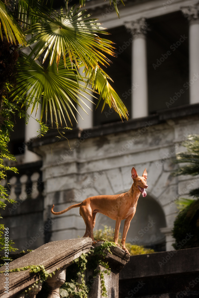 Wall mural Pharaoh hound dogs lay on stairs in nature on sunshine