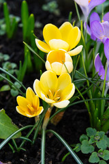 Delicate yellow crocuses blooming in a flower bed