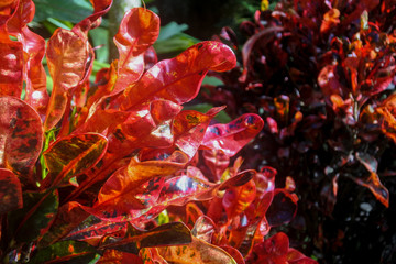Tropical croton plant