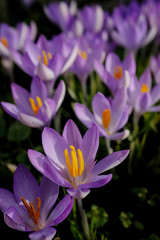 Crocus flower with purple petals in detail among many crocuses