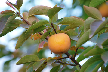 persimmon fruit on the branch. Persimmon tree with Ripe orange fruits in the autumn garden. Kaki plum tree, Japanese persimmon, Diospyros kaki Lycopersicum