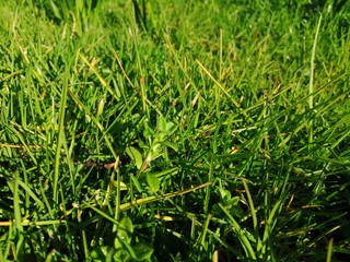 green grass with water drops