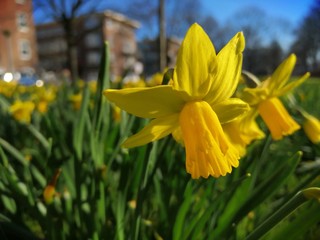 Obraz premium daffodils in the garden