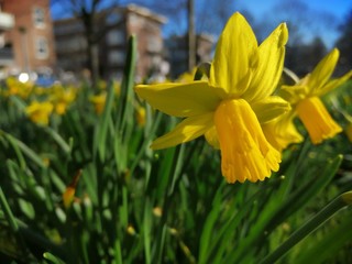 daffodils in the garden