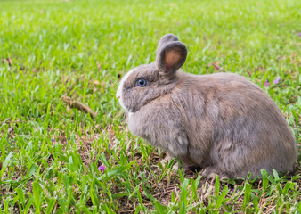 Rabbit on grass.