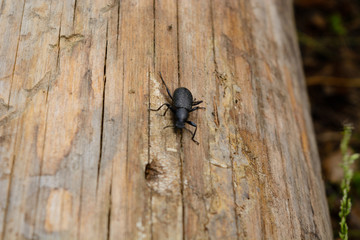 the bug creeps on a tree the macro photo.