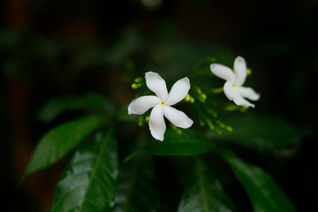 white flower