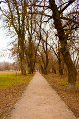 An empty road in the park