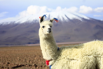 Lllama from Uyuni