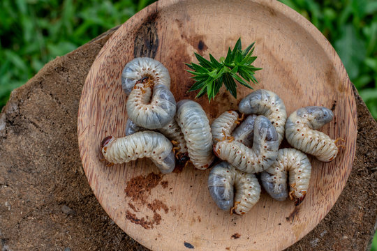 Raw sago grubs or coconut worms on a wooden plate with a natural background