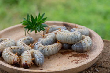 Rhynchophorus ferrugineus larvae food