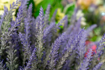 Violet flowers on blurred background. Place for inscription. Copy space.