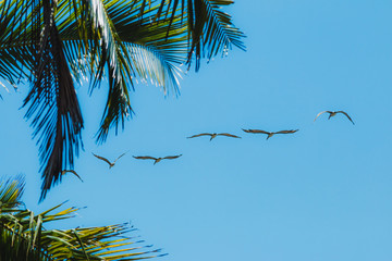 Pelikane am Himmel mit Palme im Vordergrund