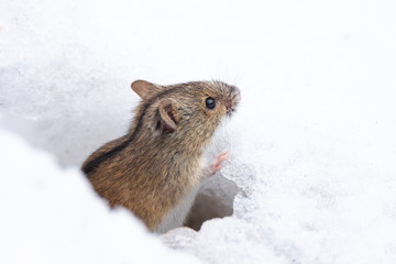 mouse snow winter