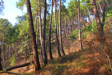 Pine trees on the hillside