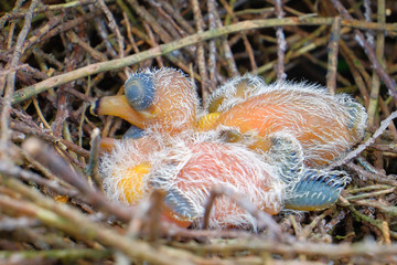New hatch baby bird sleeping in nest in selective focus