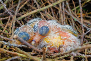 New hatch baby bird sleeping in nest in selective focus