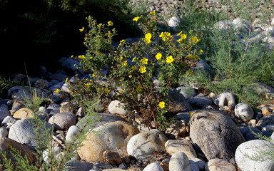 The Bush plants of the Kuril tea stones Yellow flowers of Kuril tea contrasting color to the grey stones of the shore of the Barguzin river in July