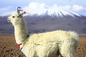 Fototapeta premium Llama de Uyuni