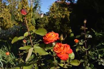 red flowers in the garden