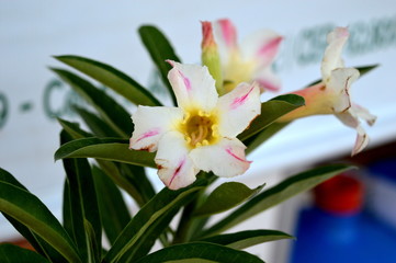 Closeup of a desert rose with white flower