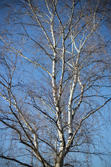 Birken Baum im winter mit blauen Himmel